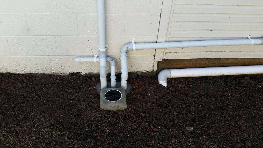 Tree Roots in Drains: Signs, CCTV Inspection and Repair Options